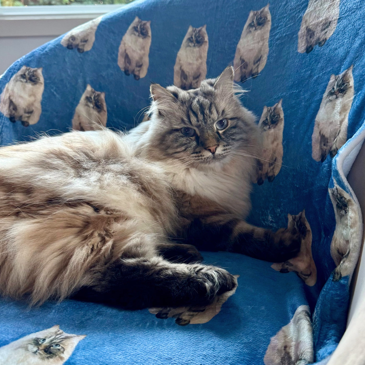 Custom Pet Portrait Blanket - NEW!