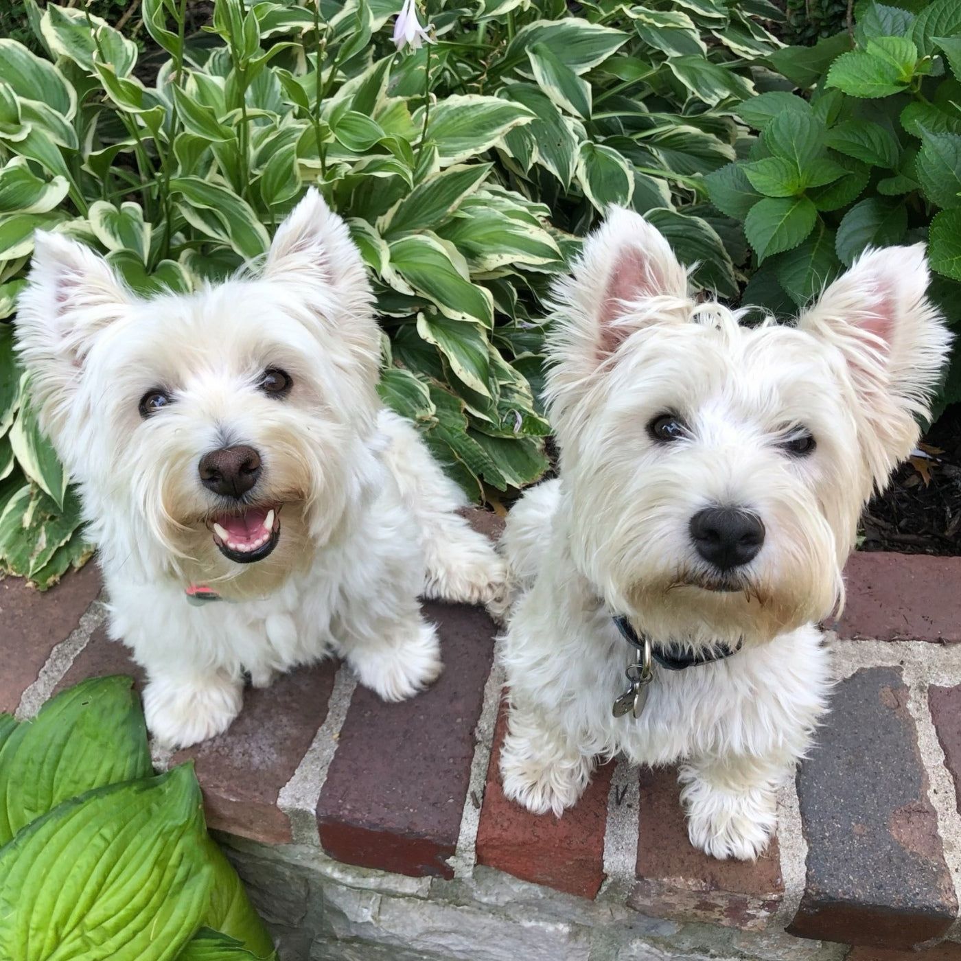 Custom Pet Portrait - Digital File Only