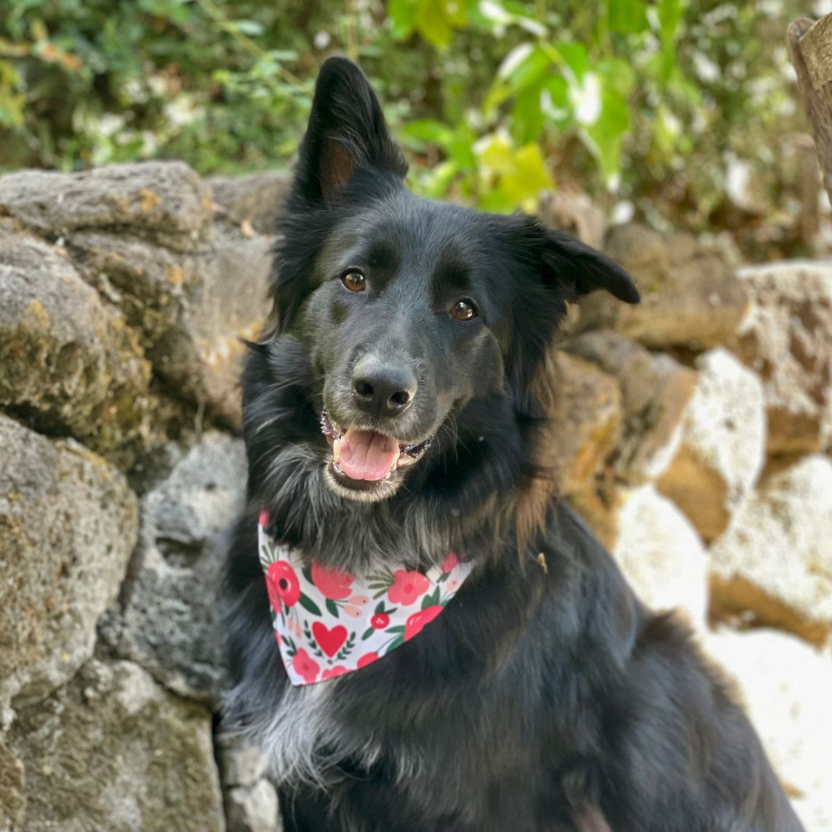 Custom Pet Portrait Tote Bag and Matching Dog Bandana - Hearts