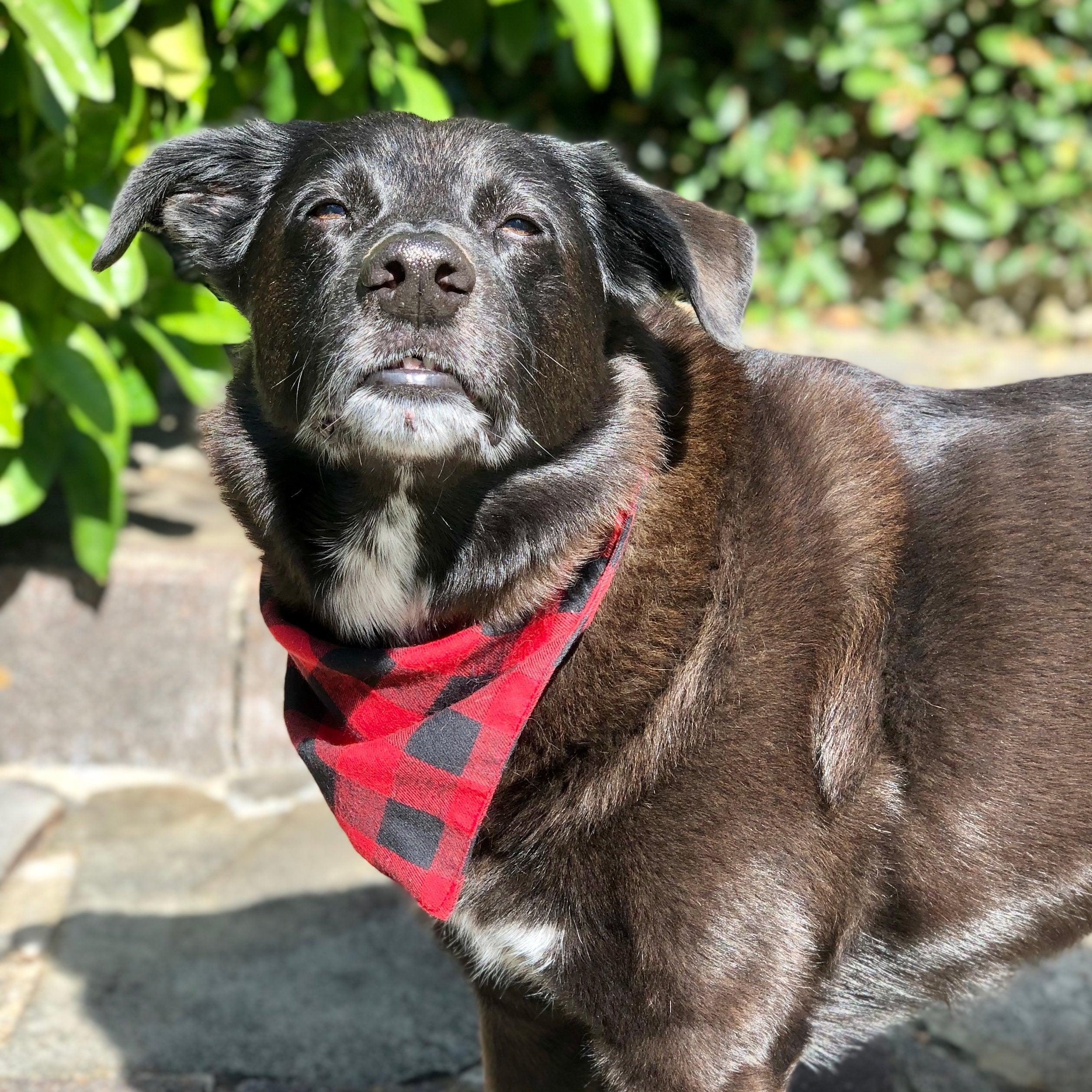 Dog Bandanas - Buffalo Checked Flannel