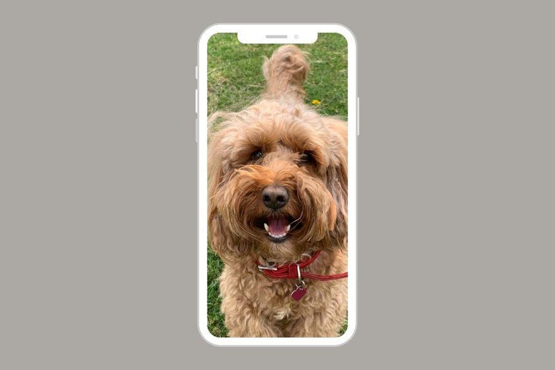 Choose your pet's photo