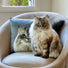 Custom Pet Portrait Pillow - Two Sizes